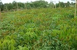 Công ty Cao su Hương Khê trồng mới 450 ha